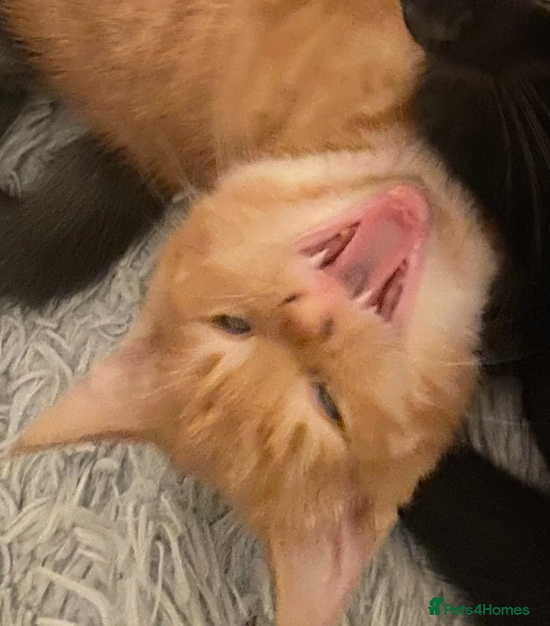 Mixed Breed cats for sale: MISTY AND NACHO ⭐️ - Advert 7