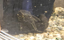 Plecos fish for sale: Plecos  - Image 2