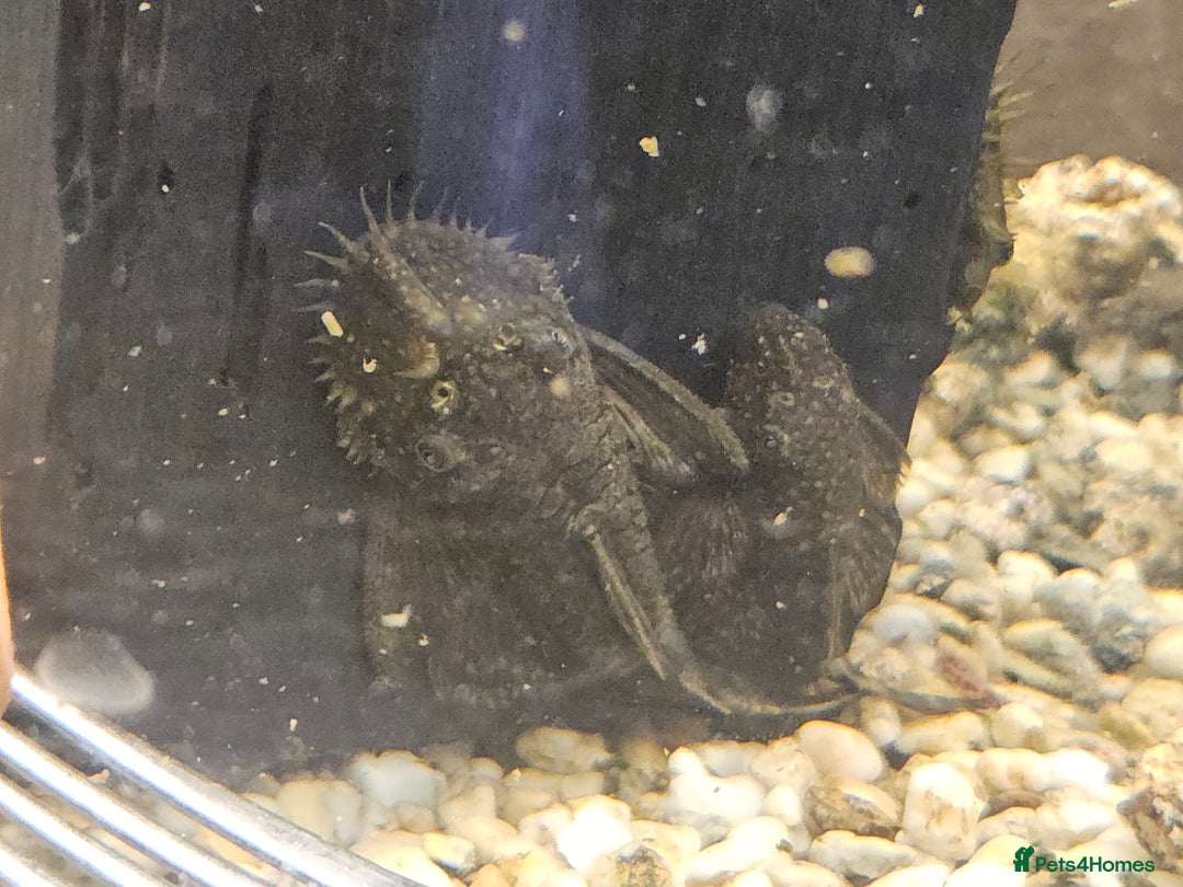 Plecos fish for sale: Plecos  - Image 2