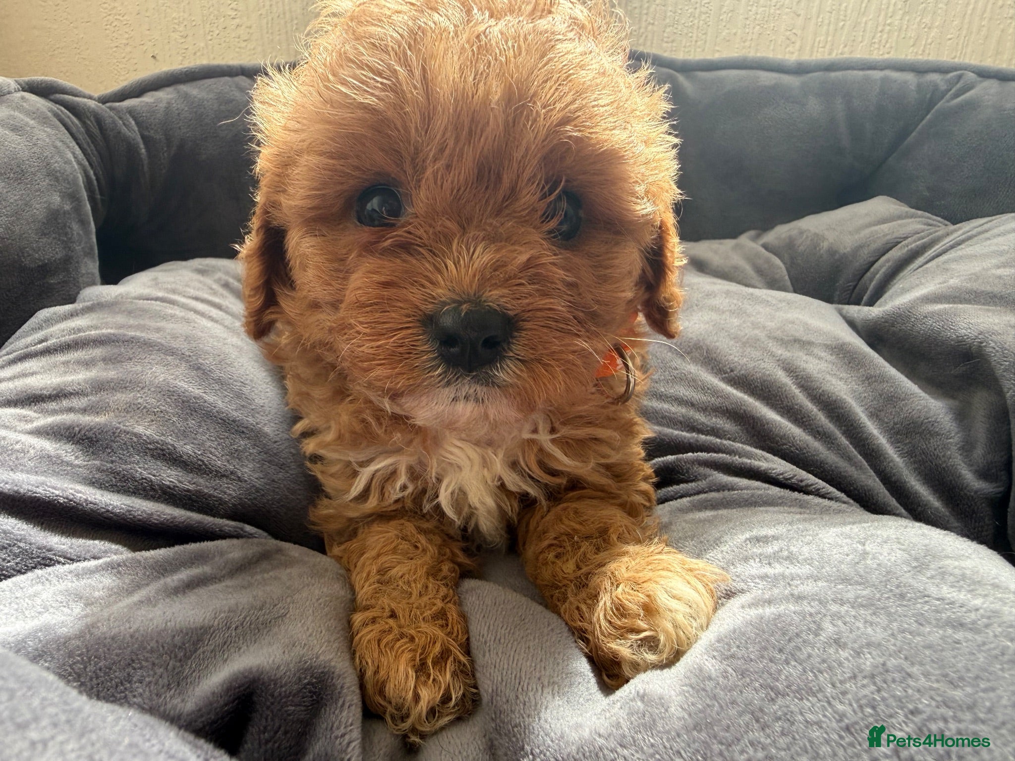 Cavapoo dogs 🐾 Exquisite F1 Cavapoo puppies available 🐾 - Advert 7
