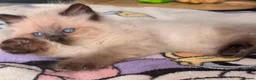 Mixed Breed cats for sale: 🐾  Bengdoll Kittens Bengal mum Ragdoll dad - Advert 30