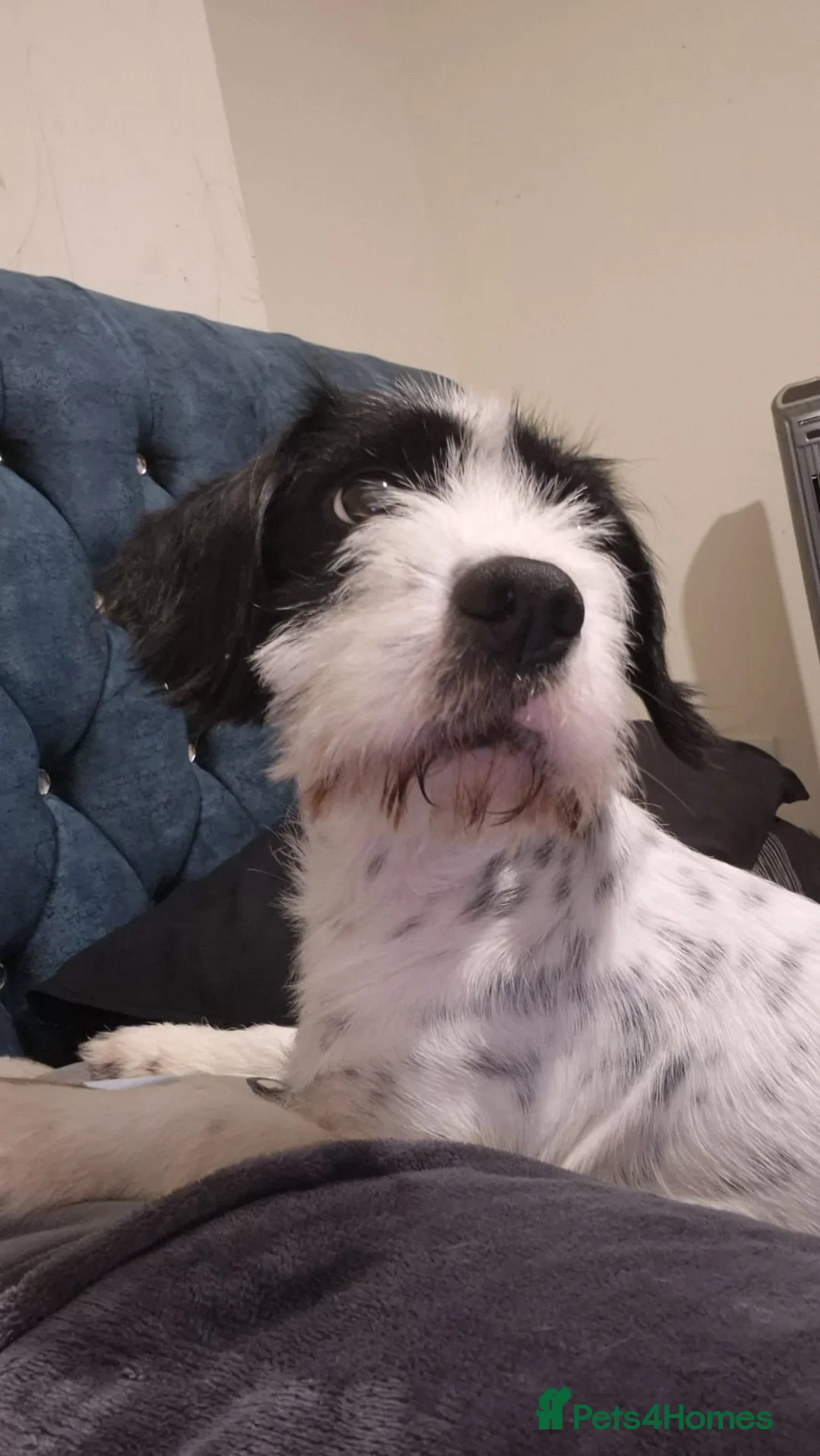 Mixed Breed dogs for sale: Spaniel cross - Advert 9