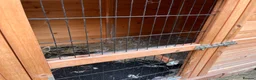 Mixed Breed rabbits for sale: Burt and Ernie  in Frome - Advert 5