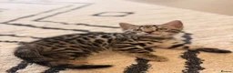 Bengal cats for sale: 🌟 Stunning Female Bengal Kittens Available! 🌟 - Advert 11