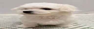 Maltese Puppy 3