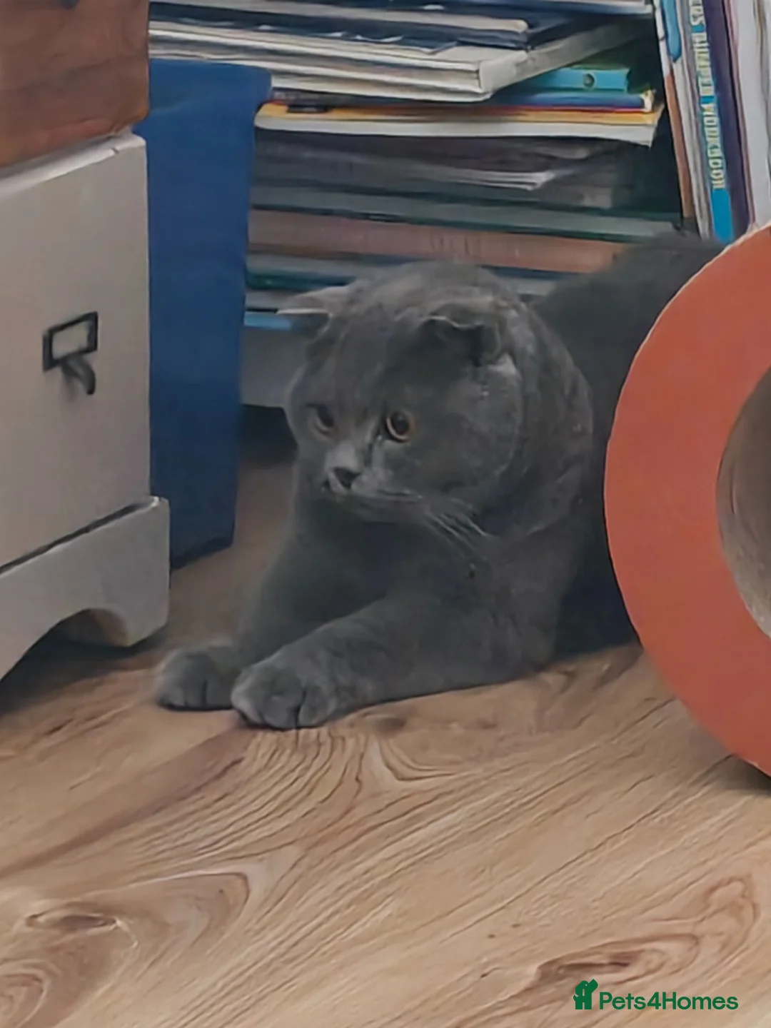 Mixed Breed cats for sale: Mixed Scottish fold and British long hair - Advert 5