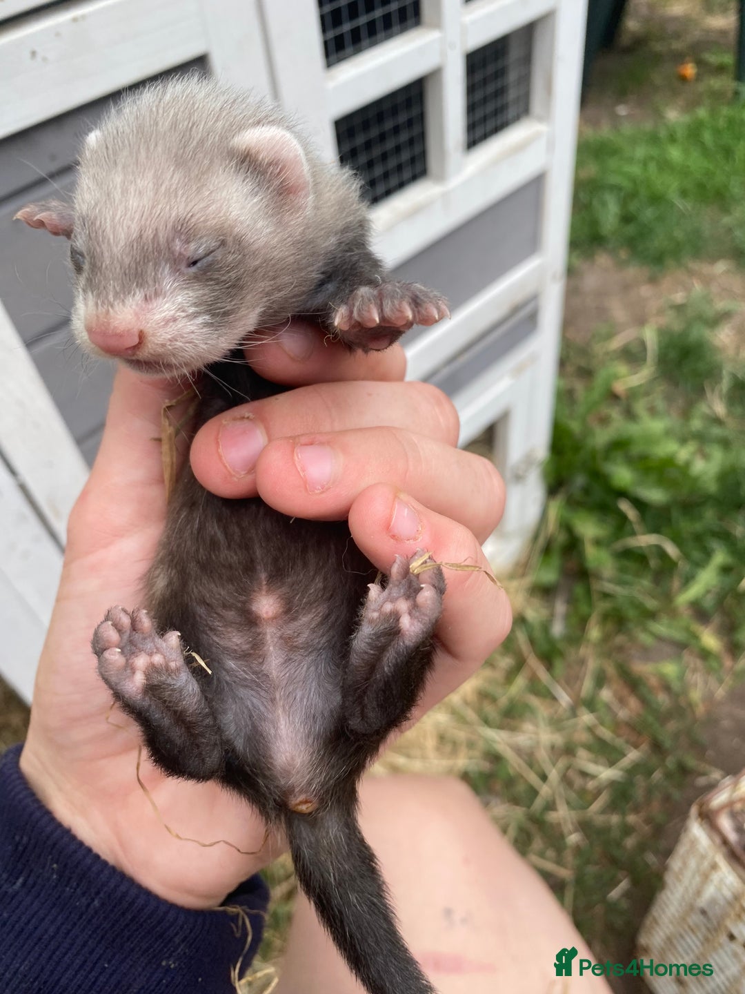 Ferret rodents for sale: Ferret kits  - Image 7