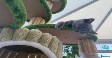 British Shorthair cats - Advert 9