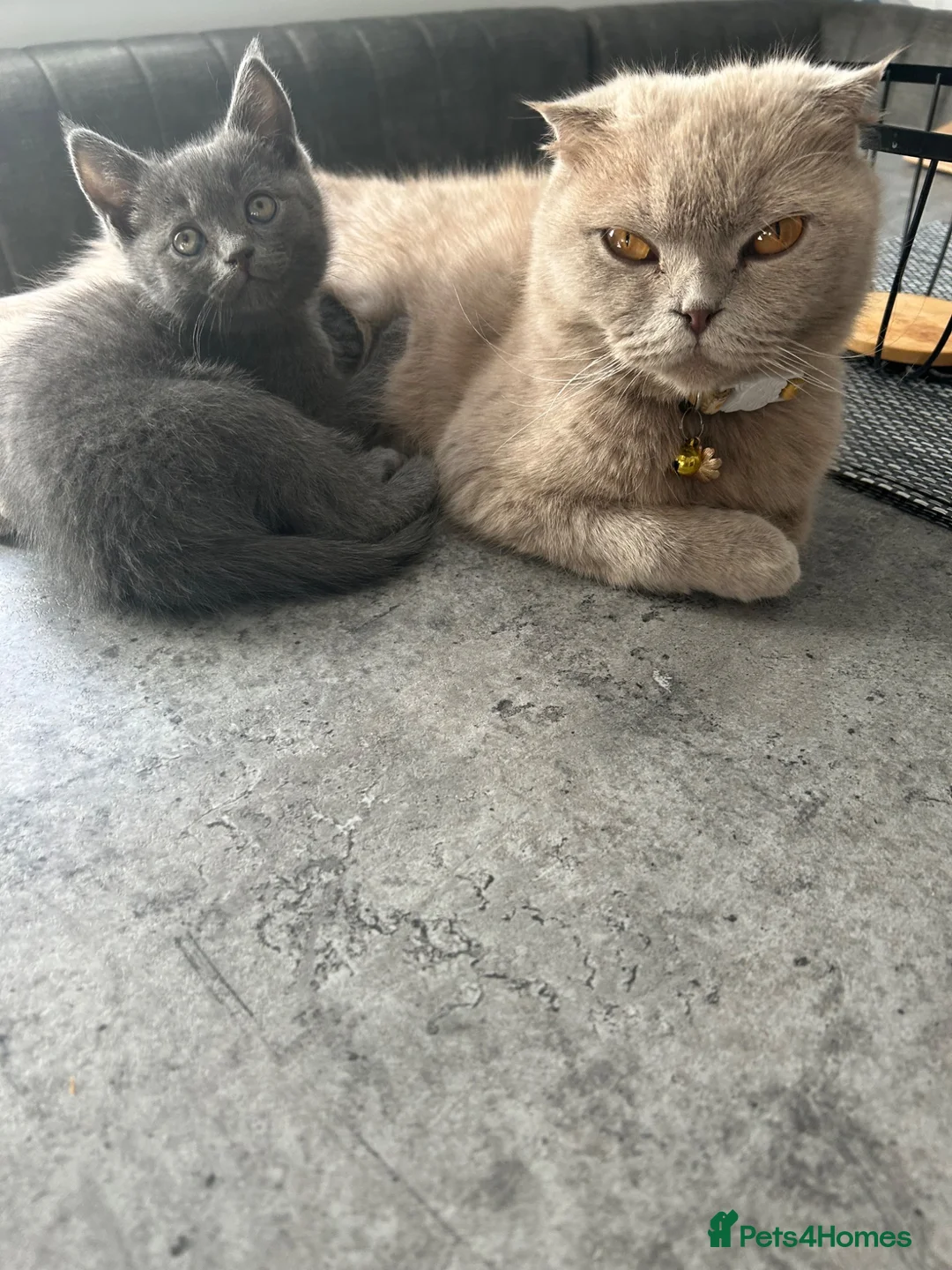 Scottish Fold cats for sale: Grey/blue Scottish straight - Advert 2