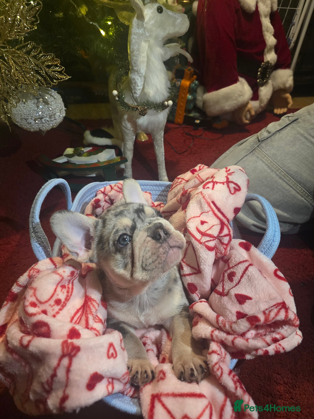 French Bulldog dogs for sale: French bulldog Puppy  😍 - Advert 9