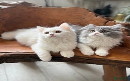 Persian cats for sale: Pure pedigree Persian kittens in London Chelsea  in London - Image 14