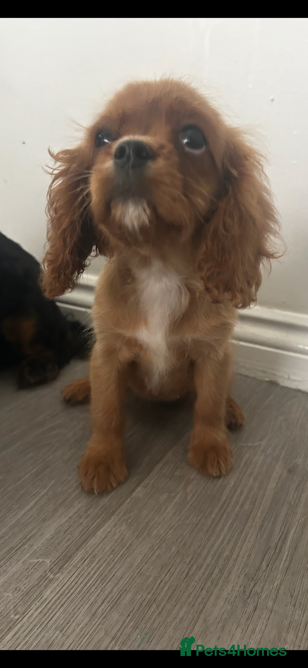 Cavalier King Charles Spaniel dogs for sale: Ruby female fully vaccinated ready now   - Image 14