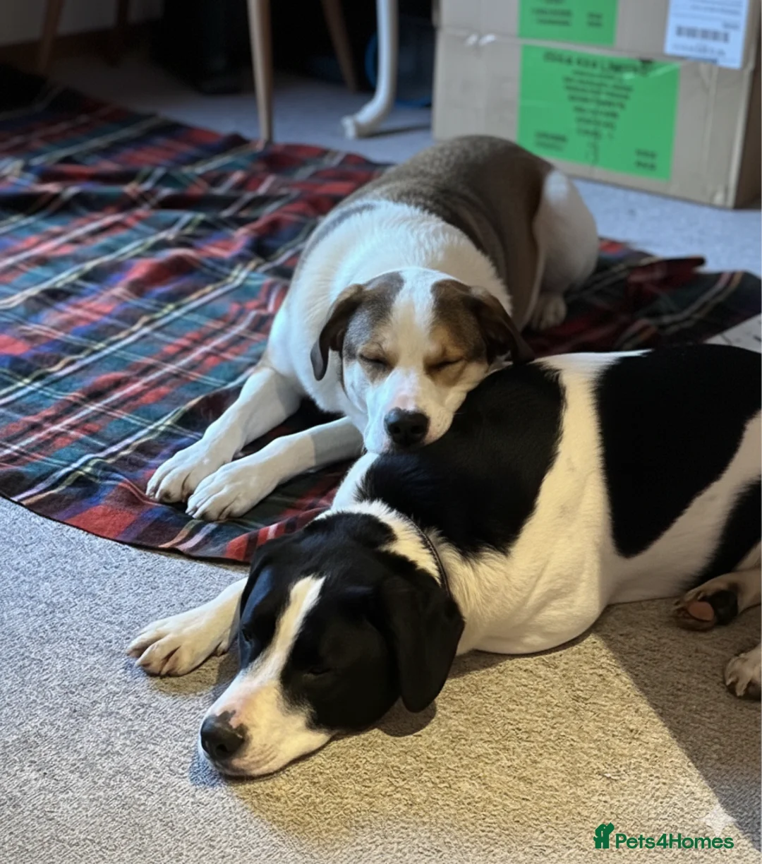 Mixed Breed dogs for adoption: Maya & Luca still waiting for you to see them 💔 - Advert 3