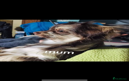 Chihuahua dogs for sale: 2x Purebred Chihuahua⭐️⭐️ - Image 7