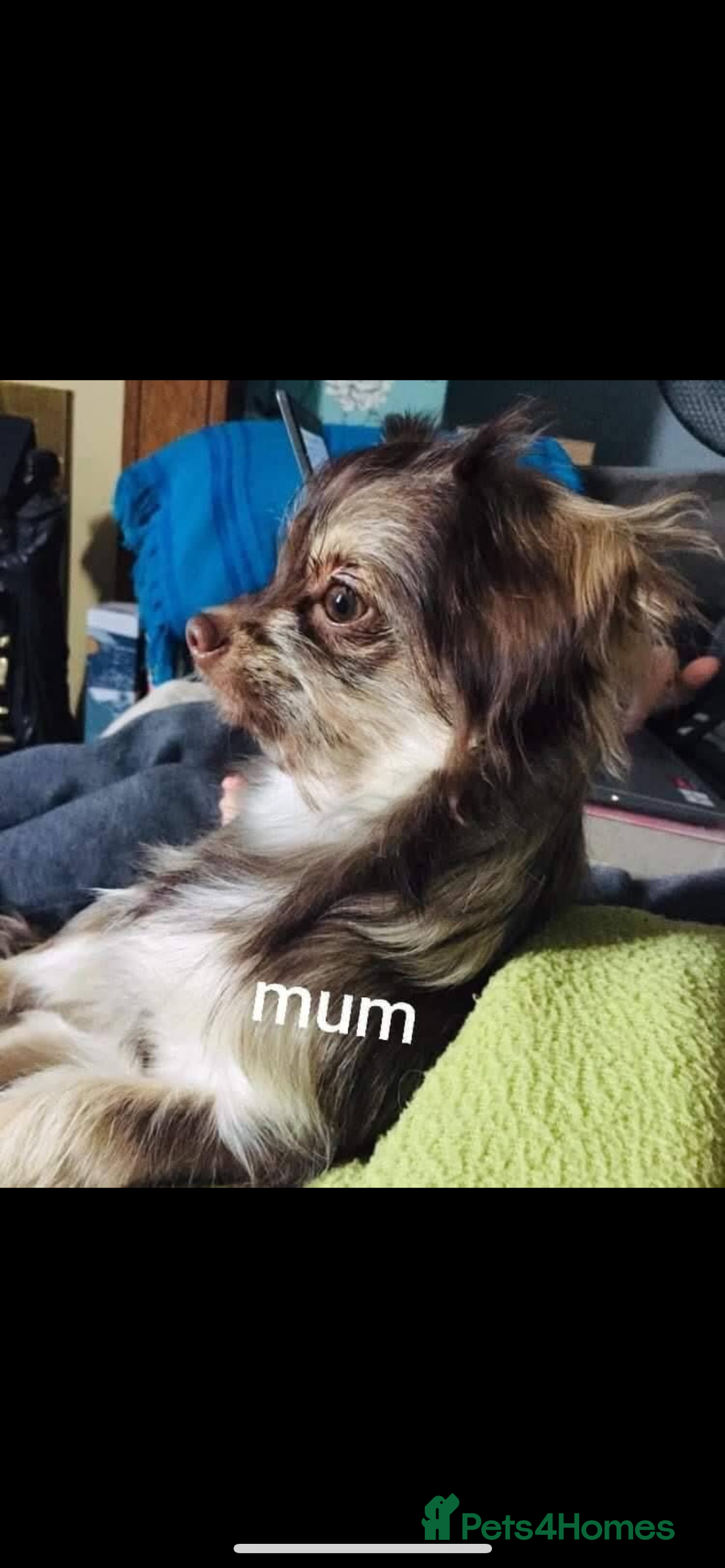 Chihuahua dogs for sale: 2x Purebred Chihuahua⭐️⭐️ - Image 7