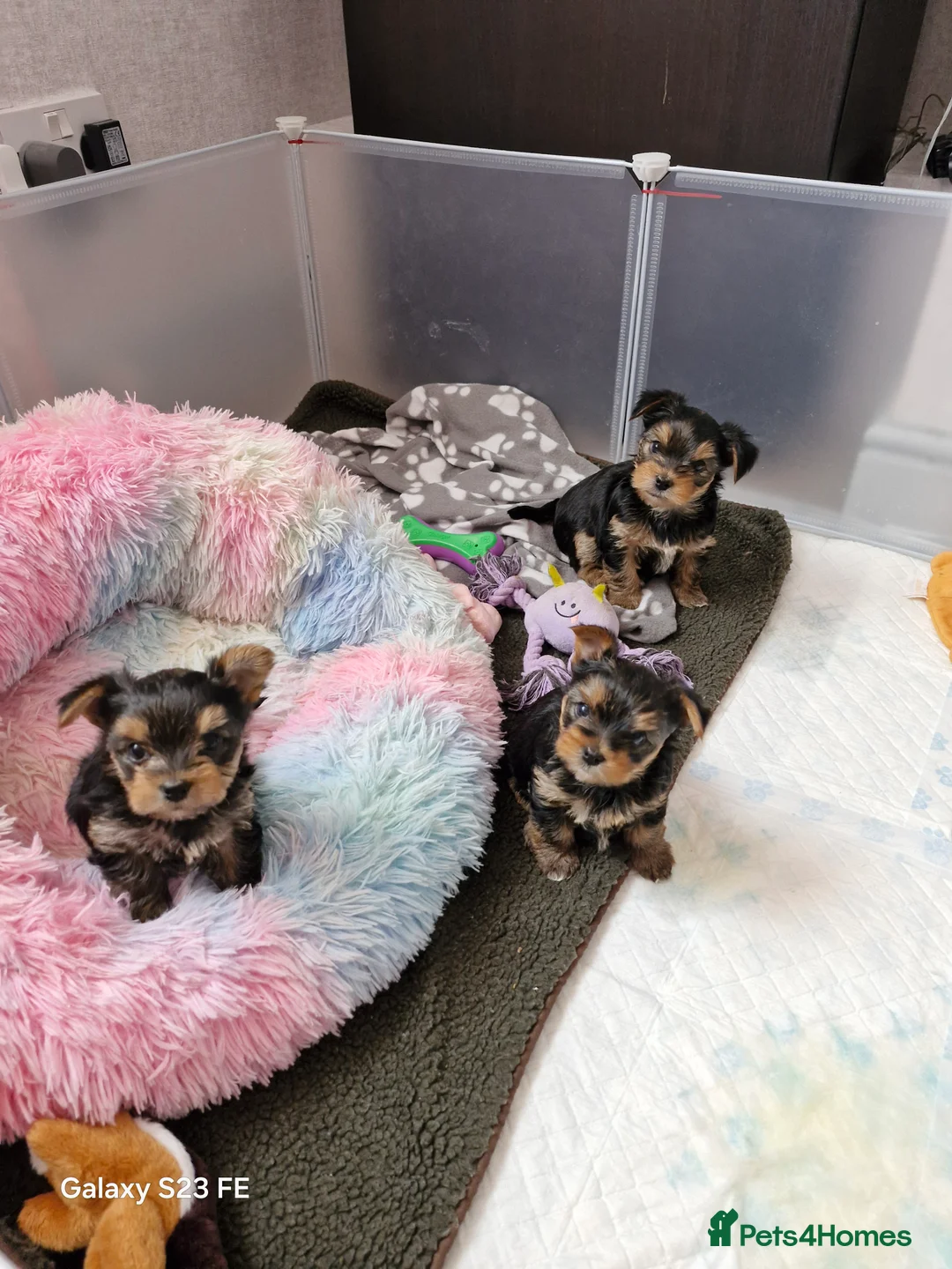 Yorkshire Terrier dogs for sale: 2  girls Yorkshire terrier puppies sale. - Advert 2