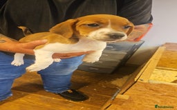 Mixed Breed dogs for sale: Boarder terrier x jack Russell  - Image 3