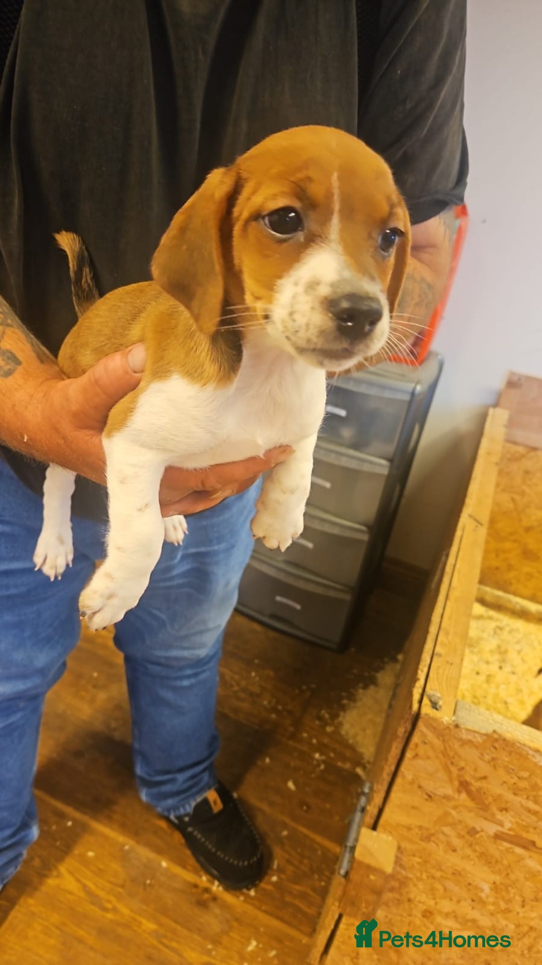 Mixed Breed dogs for sale: Boarder terrier x jack Russell  - Image 3