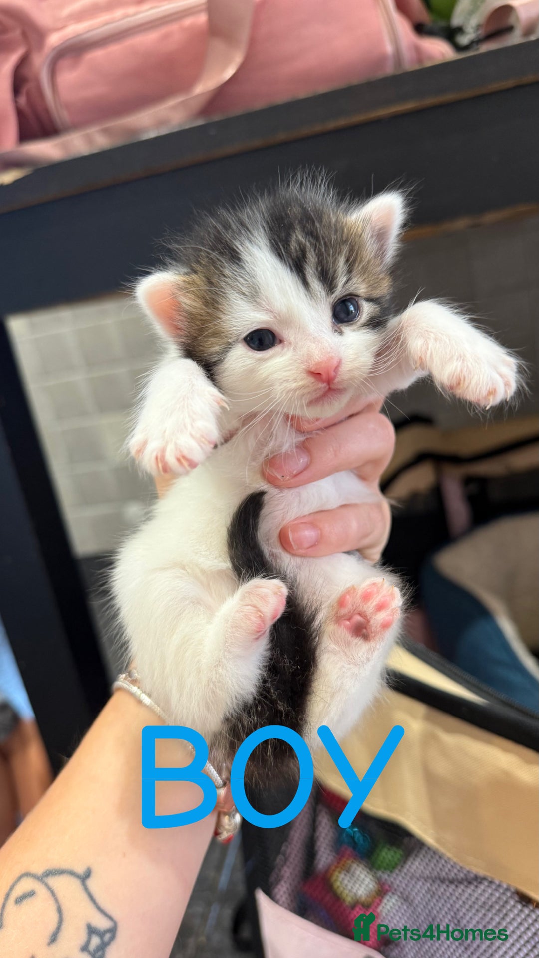 Mixed Breed cats for sale: Kittens for their forever home - Image 4