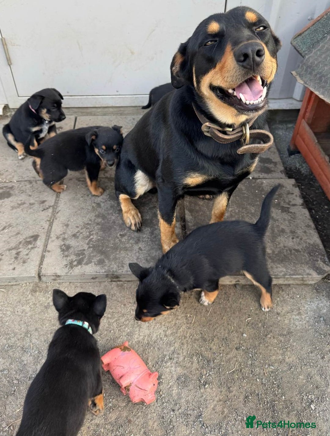 Australian Kelpie dogs for sale: Working Australian Kelpie Boys&Girls Pupps - Advert 6
