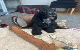 Cocker Spaniel dogs for sale: LAST TWO SHOW COCKER SPANIEL BOYS in Ely - Image 13