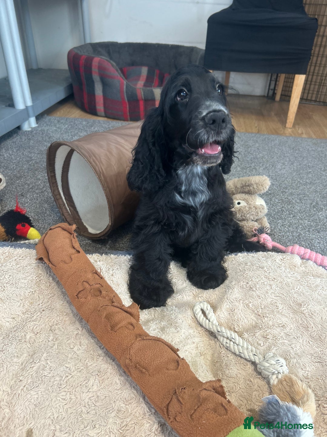 Cocker Spaniel dogs for sale: LAST TWO SHOW COCKER SPANIEL BOYS in Ely - Image 13