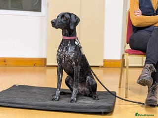 German Shorthaired Pointer dogs Rehoming- (pending visit Saturday) - Advert 1