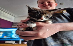 European cats for sale: Kittens for sale  - Image 3
