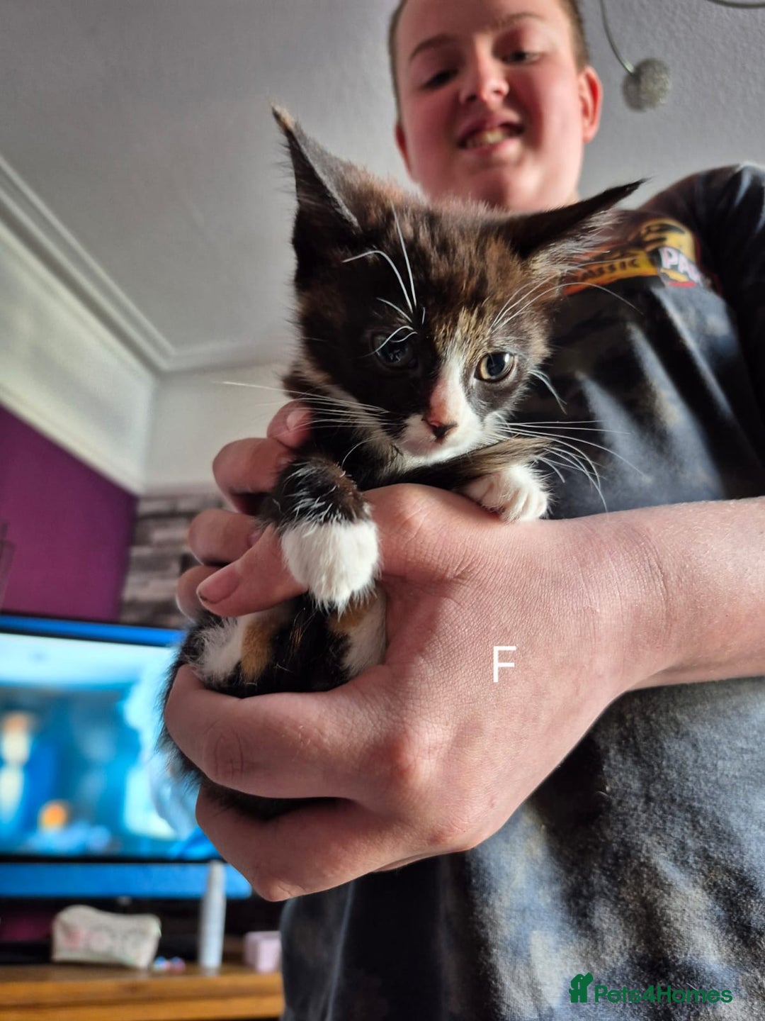 European cats for sale: Kittens for sale  - Image 3