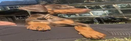 Dobermann dogs for sale: KC REGISTERED DOBERMANN PUPS – EXCEPTIONAL LITTER - Advert 3