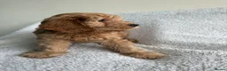 Cockapoo dogs for sale: Cuddly Cockapoo puppies!  - Advert 15