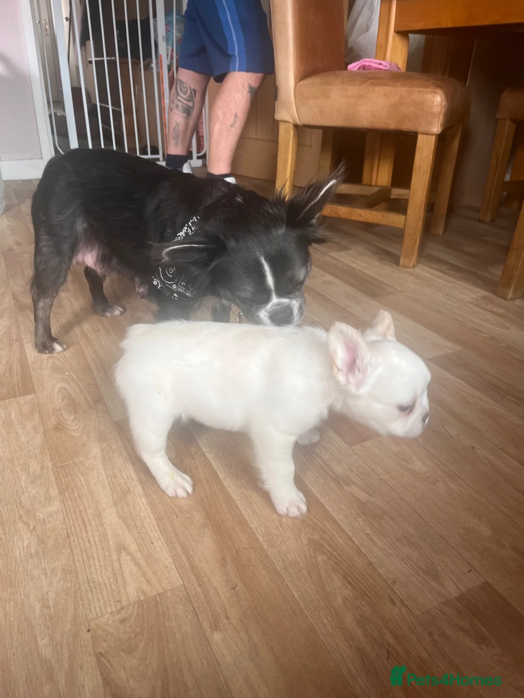 French Bulldog dogs for sale: Fluffy French bulldog - Advert 2