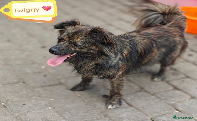 Mixed Breed dogs - Advert 10