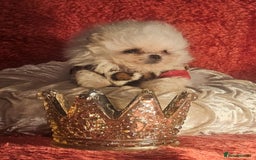 Pomeranian dogs for sale: Gorgeous teddybear tiny pomeranian male puppy  - Image 7