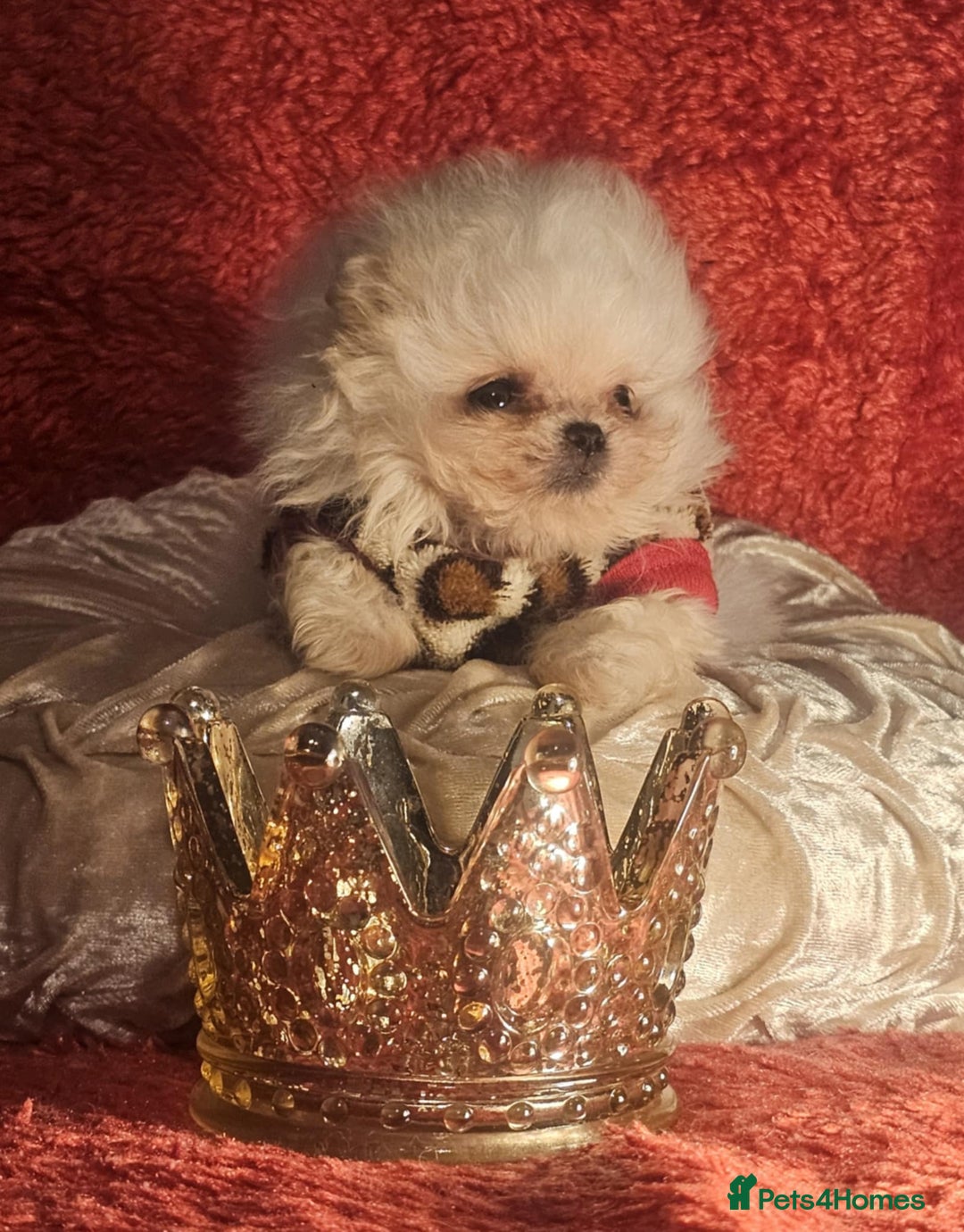 Pomeranian dogs for sale: Gorgeous teddybear tiny pomeranian male puppy  - Image 7