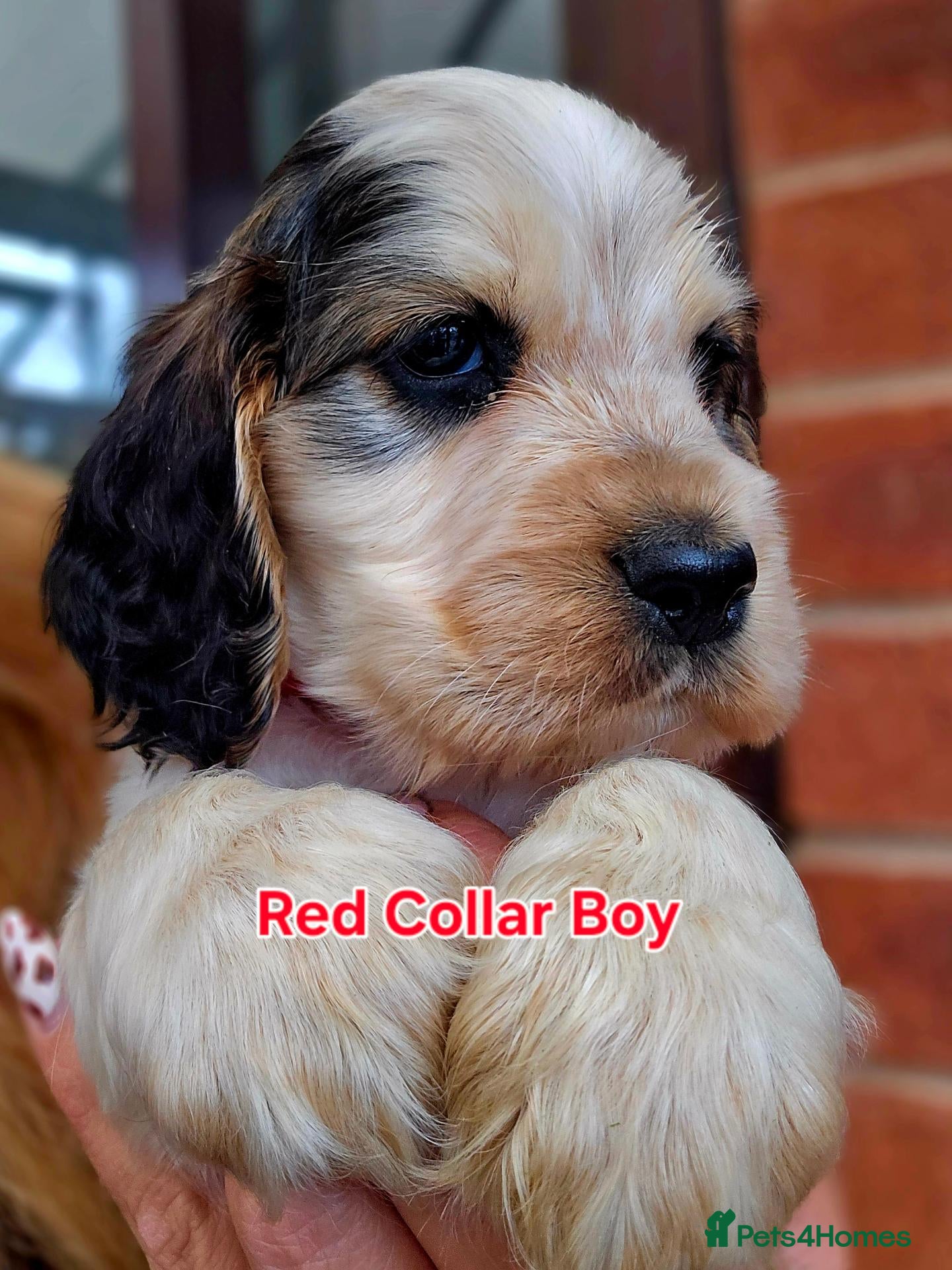 Cocker Spaniel dogs KC Reg Show Cocker Spaniel Pups Health Clear Boys - Advert 2