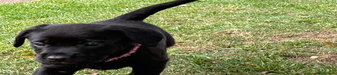 Labrador Retriever Puppy 4