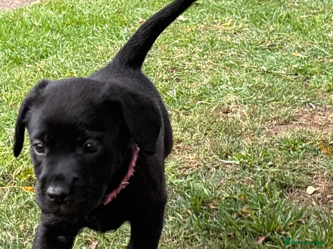 Labrador Retriever dogs for sale: KC reg Labrador puppies handled by children  - Image 10