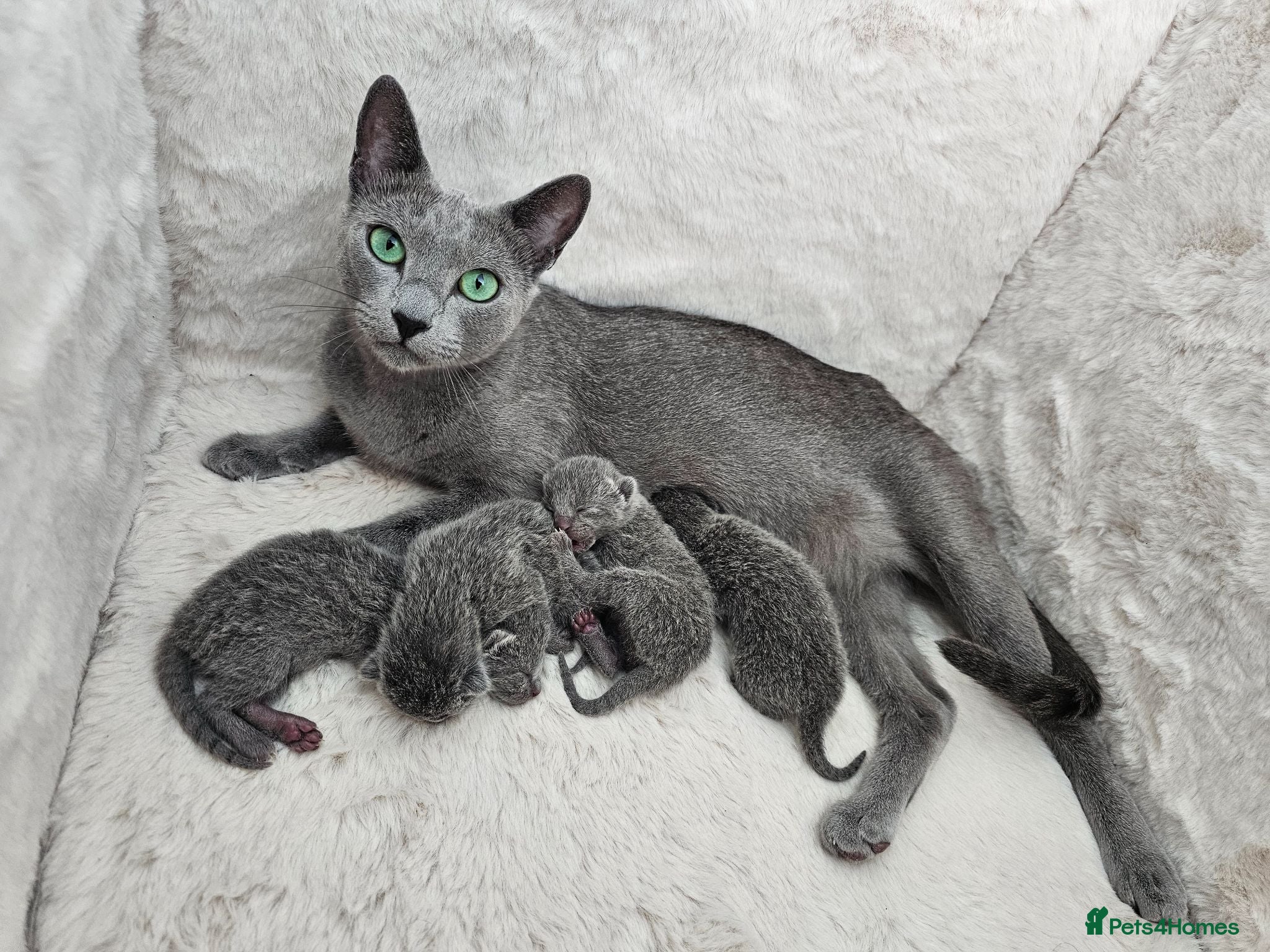 Russian Blue cats GCCF REGISTERED RUSSIAN BLUE KITTENS  - Advert 8