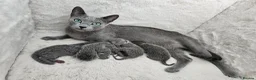 Russian Blue cats for sale: GCCF REGISTERED RUSSIAN BLUE KITTENS  - Advert 1