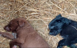 Mixed Breed dogs for sale: Beautiful friendly Labrador x Welsh Collie Puppies - Image 4