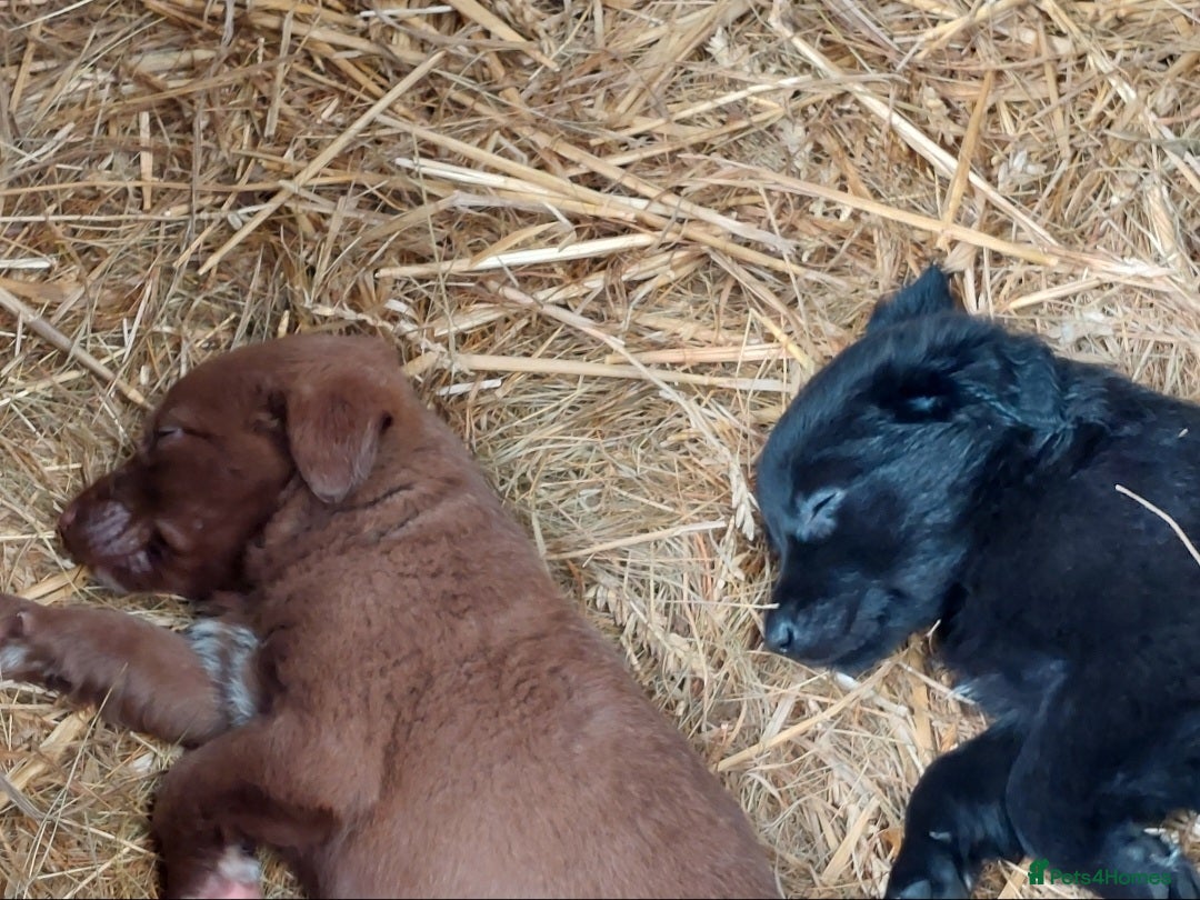 Mixed Breed dogs for sale: Beautiful friendly Labrador x Welsh Collie Puppies - Image 4