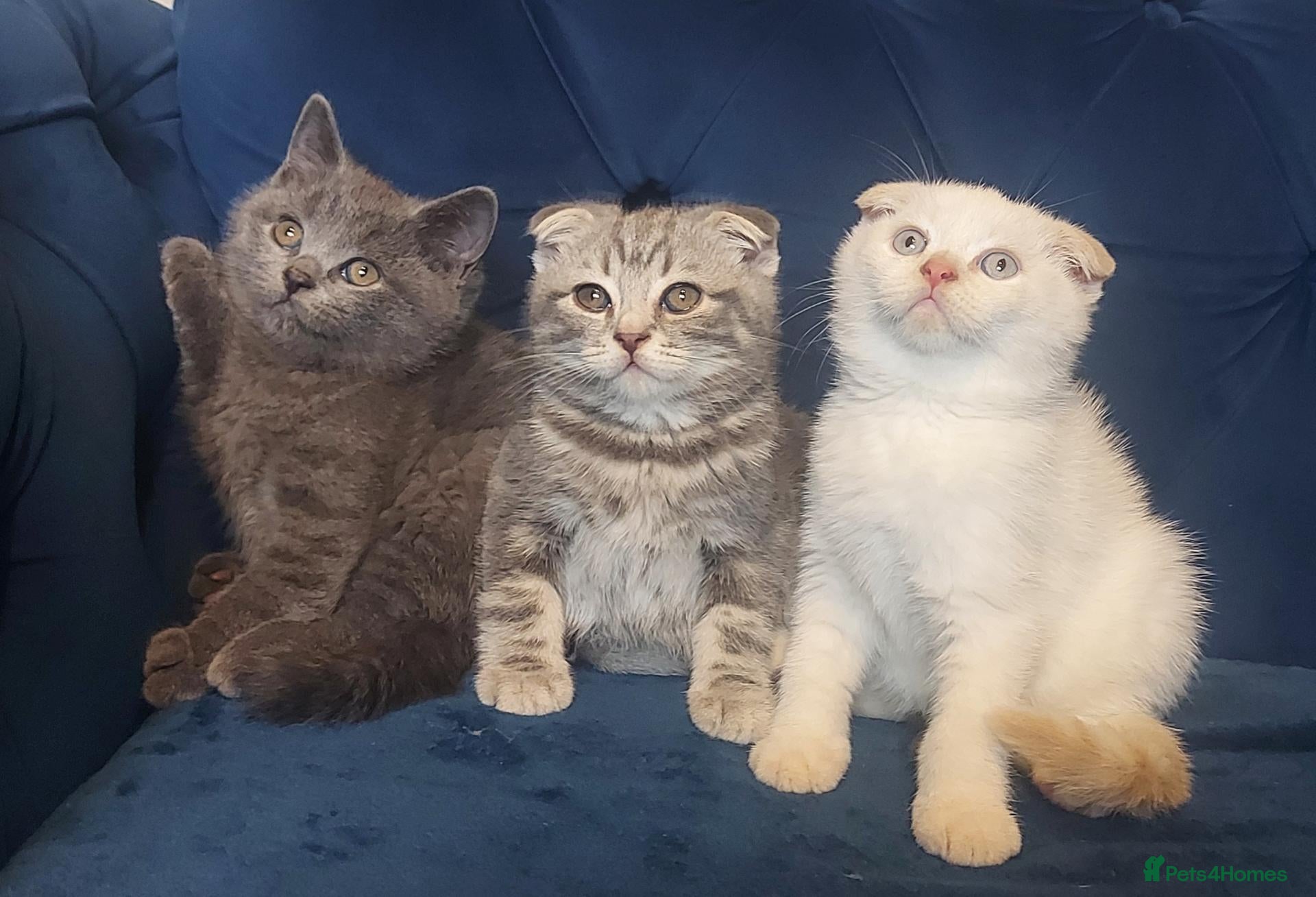 British Shorthair cats Ready now 3 handsome boys left  Bradford  - Advert 5