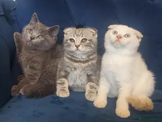 British Shorthair cats Ready now 3 handsome boys left Bradford - Advert 5