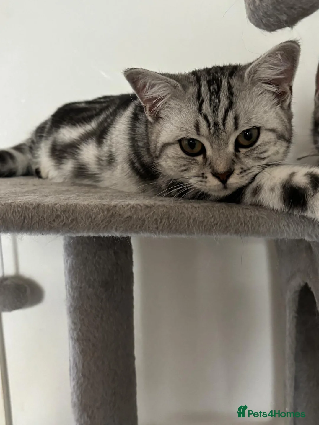 British Shorthair cats for sale: BSH silver tabby female, 6 months old.  - Advert 2