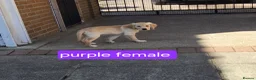 Golden Retriever dogs for sale: Beautiful golden retrivers - Advert 4