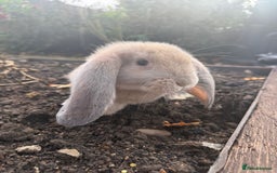 French Lop rabbits for sale: Litter of Giant French Lop Bunnies 🩵🩷 - Advert 2