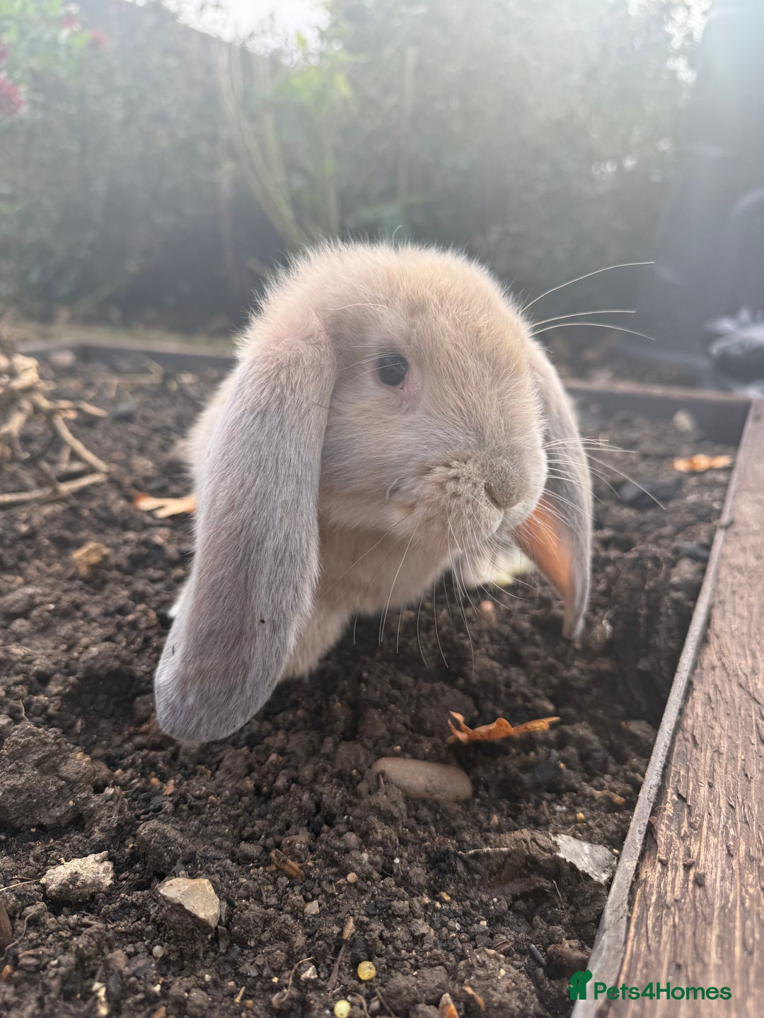 French Lop rabbits for sale: Litter of Giant French Lop Bunnies 🩵🩷 - Advert 2