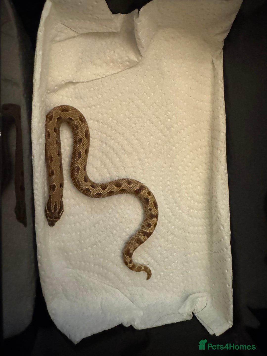 Snake reptiles for sale: Hognose babies  - Advert 4