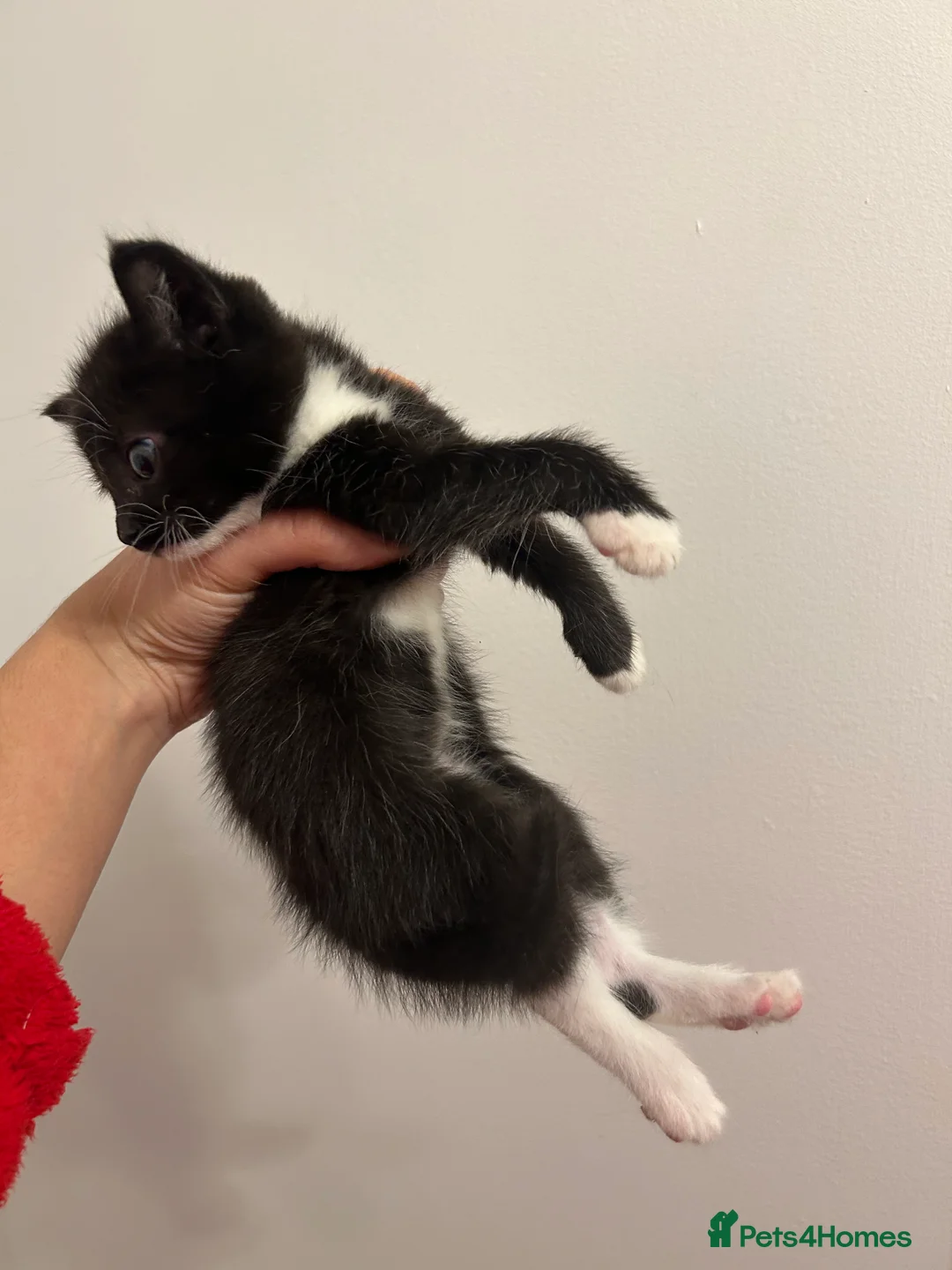 Mixed Breed cats for sale: Cute kittens ready to go open to offers  - Advert 9